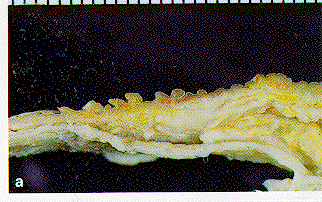 Figure 7a