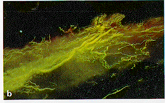Figure 7b