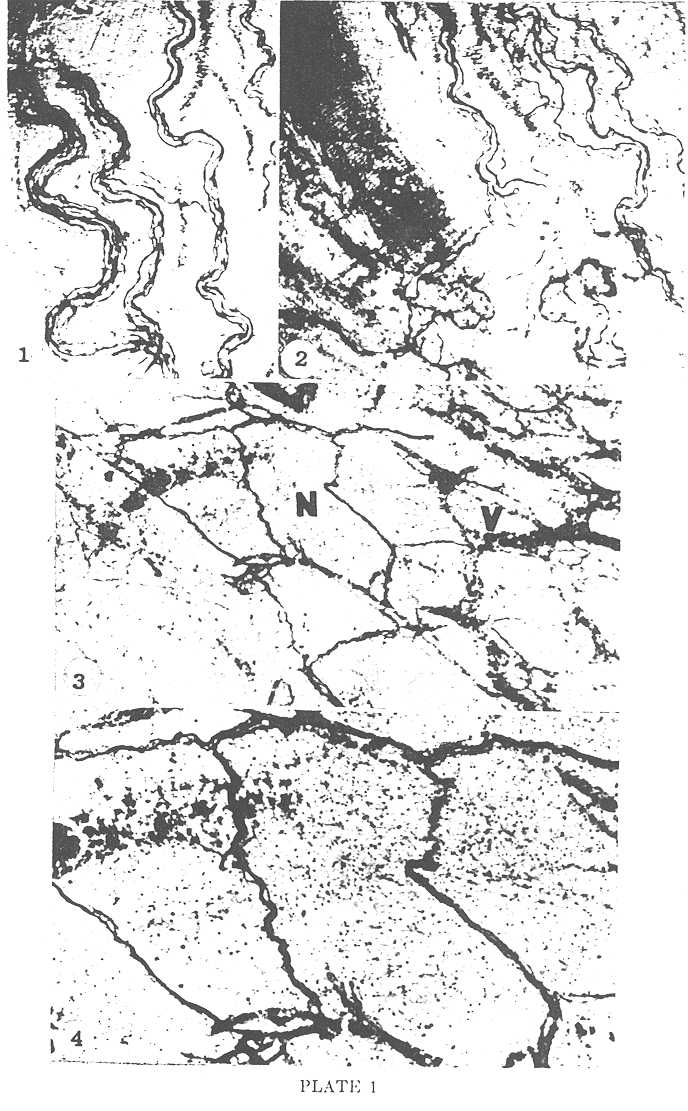 Figure Plate I